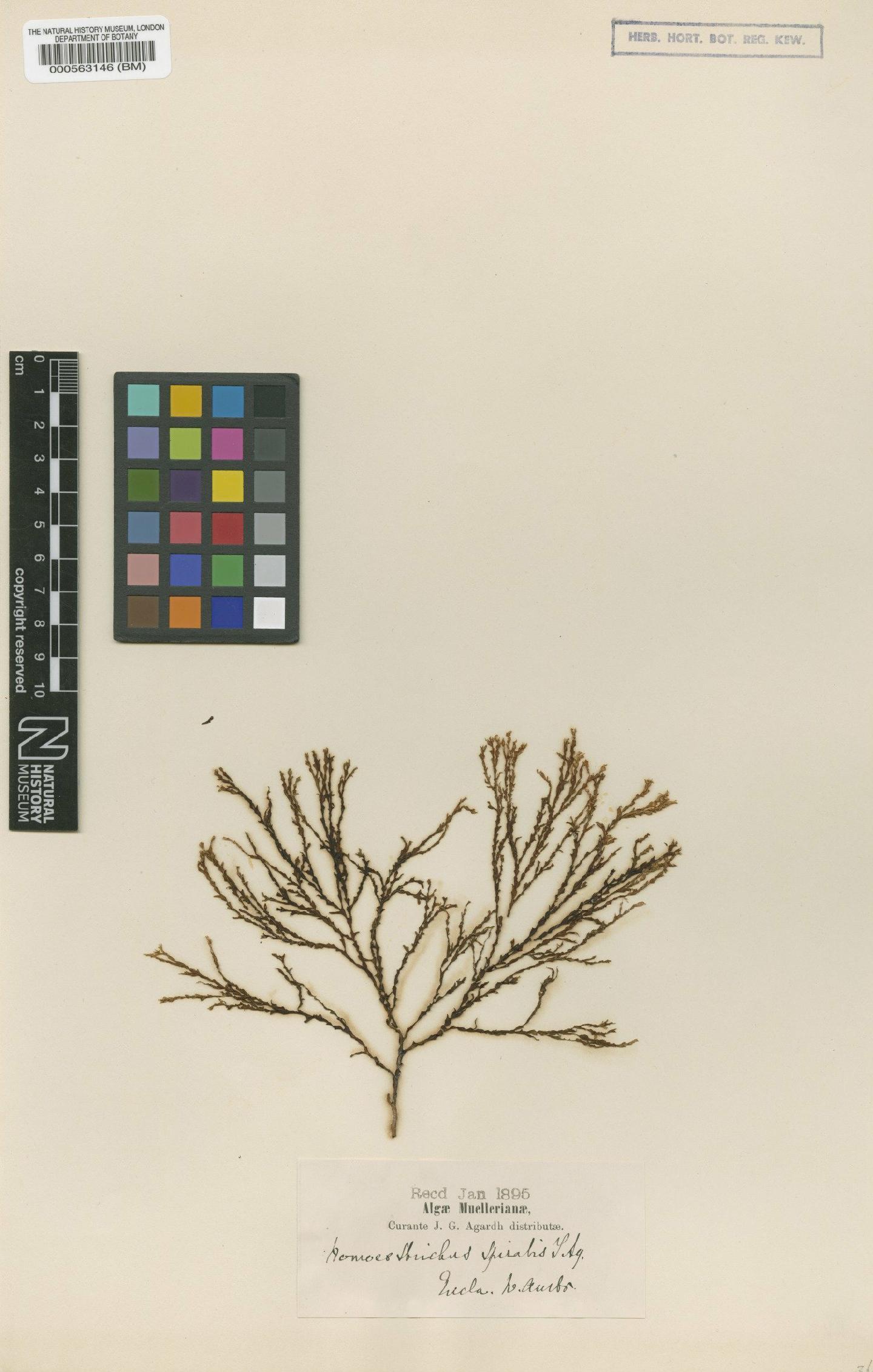 To NHMUK collection (Zonaria spiralis (J.Agardh) Papenfuss; TYPE; NHMUK:ecatalogue:4722709)