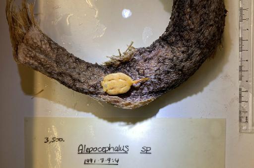 Alepocephalus sp - BMNH 1991.7.9.4, Alepocephalus sp, parasite 2