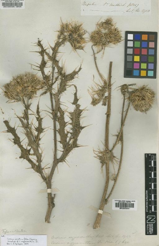 Cirsium verutum (D.Don) Spreng. - BM000035589