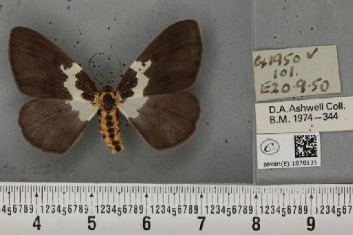 Abraxas grossulariata (Linnaeus, 1758) - BMNHE_1878135_437178