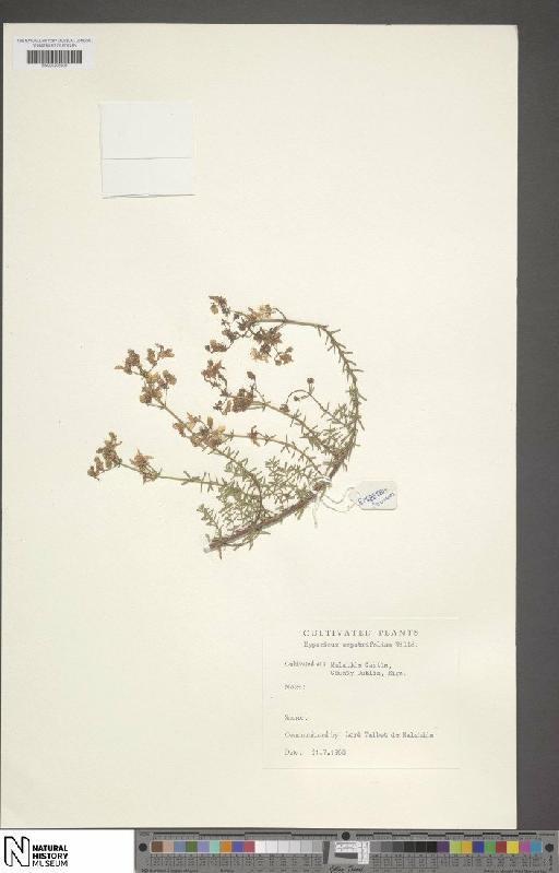 Hypericum empetrifolium Willd. - BM001202009