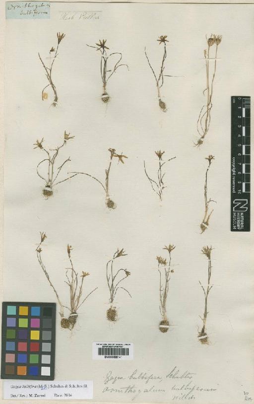 Gagea bulbifera (Pall.) Salisb. - BM000838141