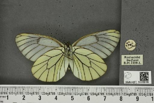 Aporia crataegi (Linnaeus, 1758) - BMNHE_1078916_69957