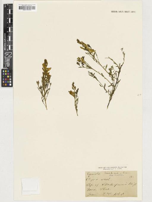 Genista tinctoria L. subsp. tinctoria - BM001037529