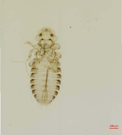 Odoriphila phoeniculi Clay & Meinertzhagen, 1941 - 010663064__2017_07_26-Scene-1-ScanRegion0