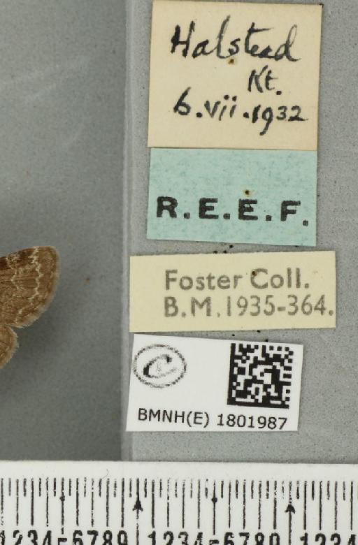 Pasiphila rectangulata ab. nigrosericeata Haworth, 1809 - BMNHE_1801987_label_378042
