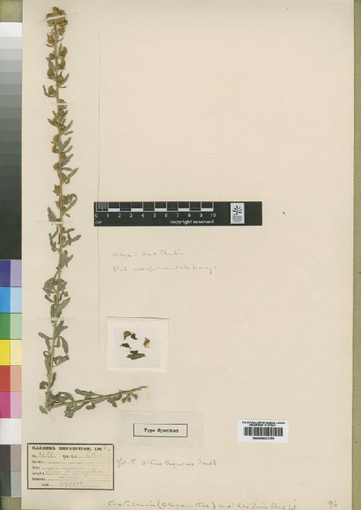 Crotalaria axilliflora Baker f. - BM000843300