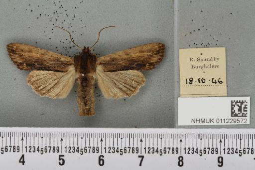 Lithophane semibrunnea (Haworth, 1809) - NHMUK_011229572_631783