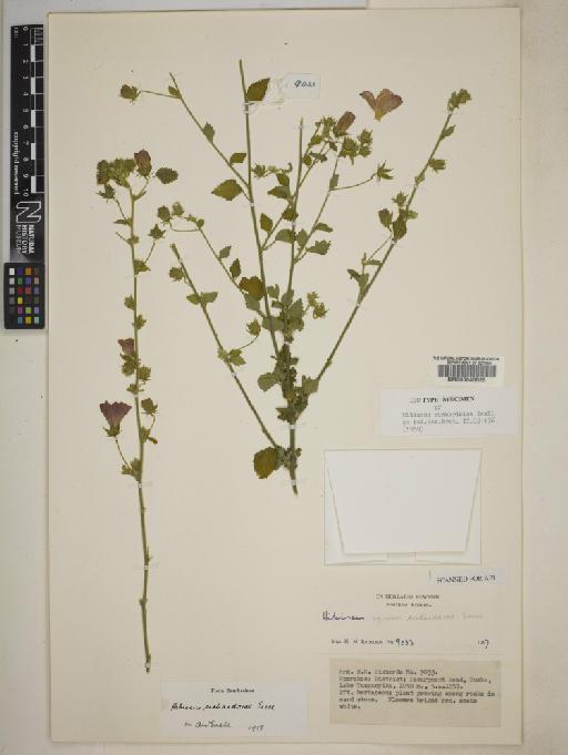 Hibiscus richardsiae Exell - 000645526