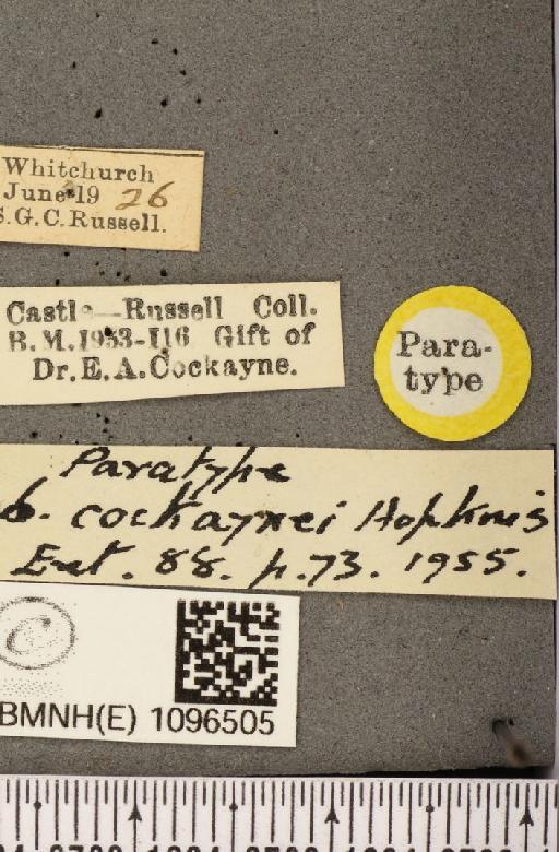 Coenonympha tullia polydama ab. cockaynei Hopkins, 1955 - BMNHE_1096505_label_7746
