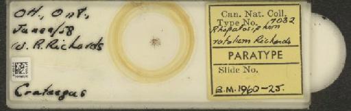 Rhopalosiphum rufulum Richards, 1960 - 010108145_112781_1095925