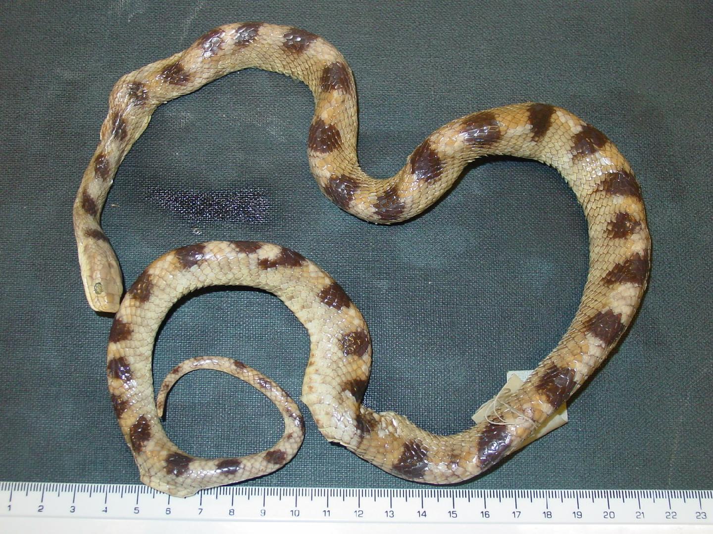 Telescopus gezirae thumbnail