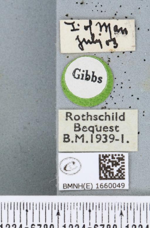 Setina irrorella (Linnaeus, 1758) - BMNHE_1660049_label_290452