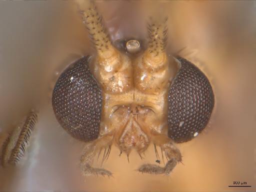Macrocera propleuralis Edwards, 1941 - Macrocera_propleuralis-HT_BMNH236642-head.jpg
