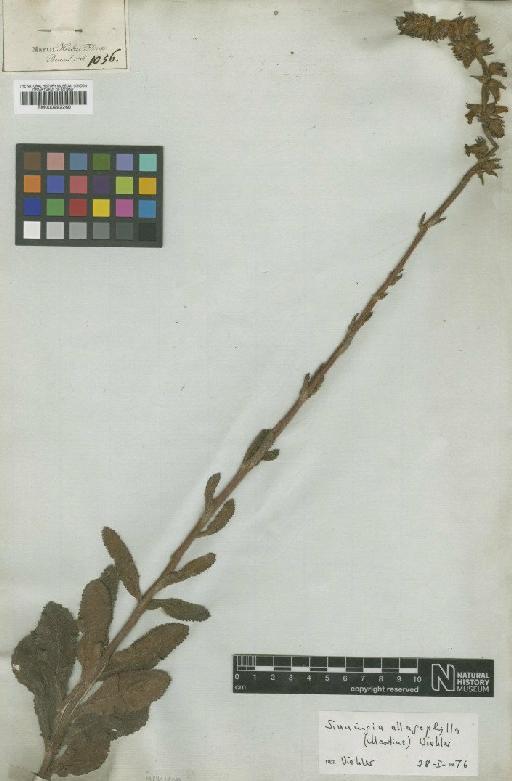 Sinningia allagophylla (Mart.) Wiehler - BM000992260