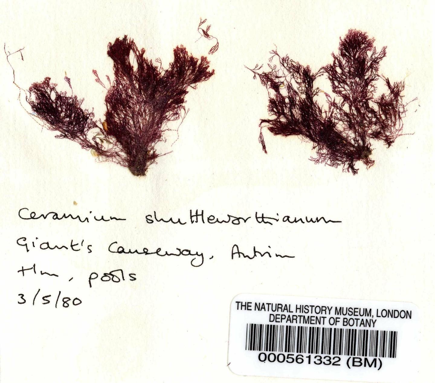 To NHMUK collection (Ceramium shuttleworthianum (Kütz.) Rabenh.; NHMUK:ecatalogue:4783673)