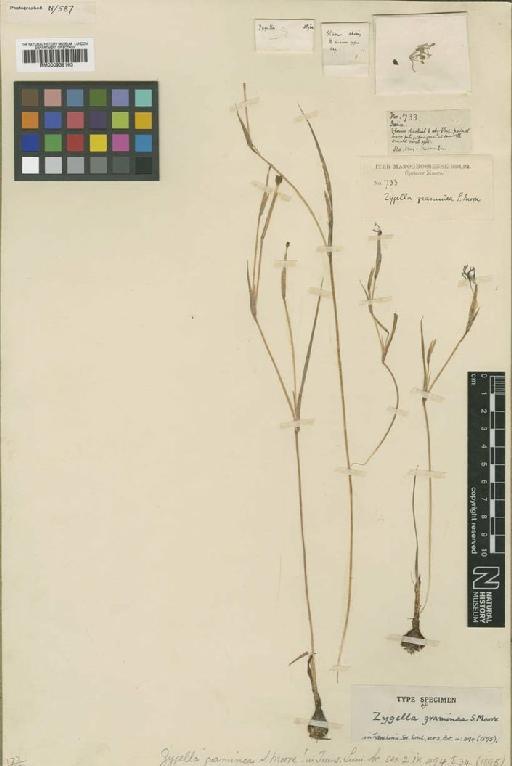 Larentia linearis (Kunth) Klatt - BM000938163