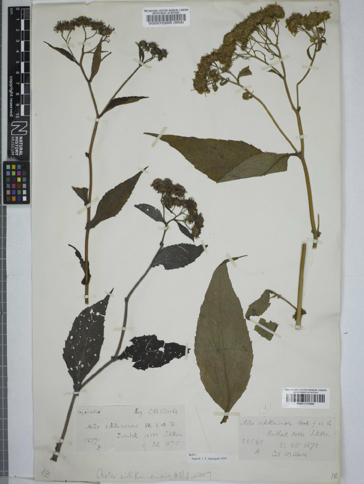 To NHMUK collection (Aster sikkimensis Hook.f.; NHMUK:ecatalogue:9149744)