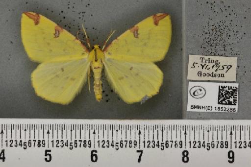 Opisthograptis luteolata (Linnaeus, 1758) - BMNHE_1852286_427673