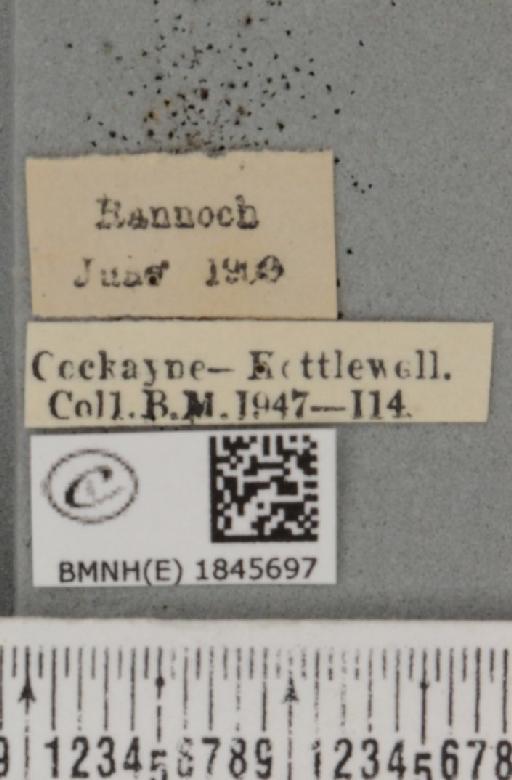 Macaria carbonaria (Clerck, 1759) - BMNHE_1845697_label_422637
