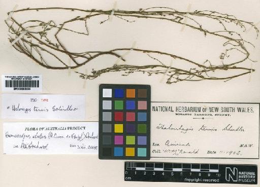Gonocarpus elatus (A.Cunn. ex Fenzl) Orchard - BM000895655