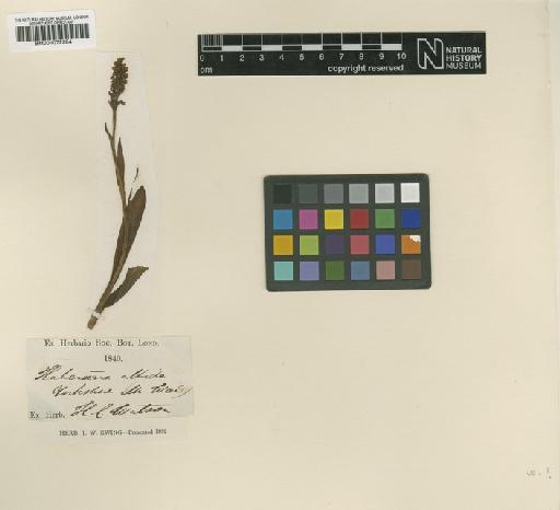 Pseudorchis albida (L.) Á.Löve & D.Löve - BM001072284.tif