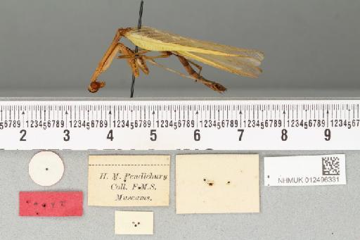 Camelomantis parva Beier, 1932 - 012496331_Camelomantis_parva_Holotype_Lateral_Habitus