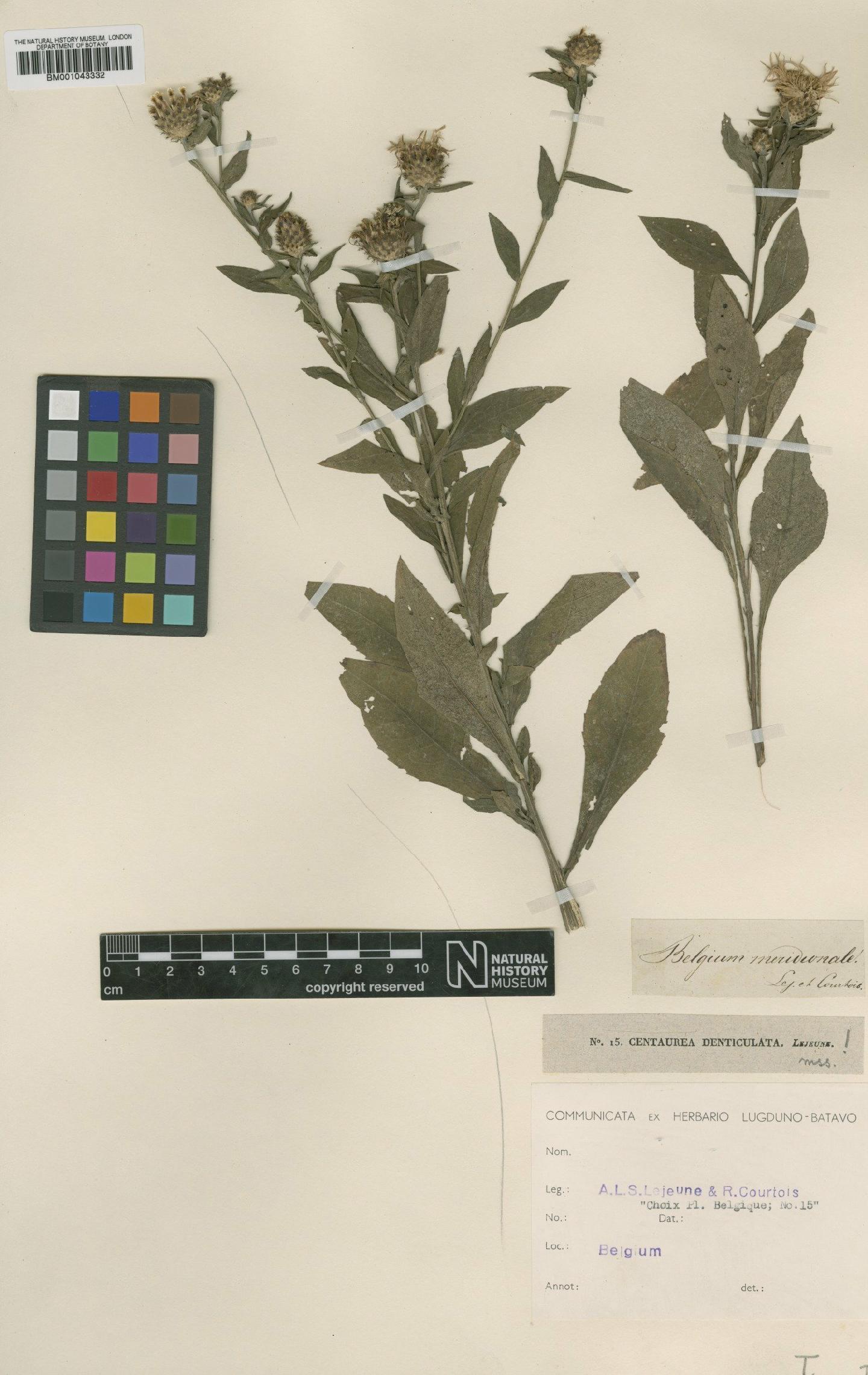 To NHMUK collection (Centaurea denticulata Lej.; Type; NHMUK:ecatalogue:1991036)