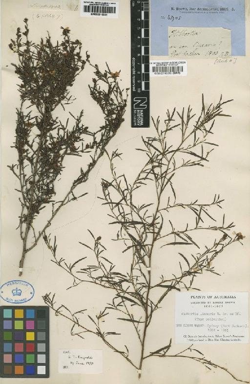 Hibbertia linearis R.Br. ex DC. - BM000574393 (2)