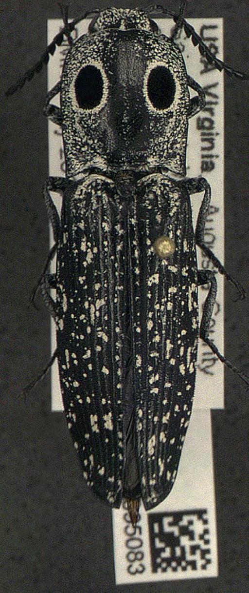 Alaus oculatus (Linnaeus, 1758) - Alaus oculatus 656550