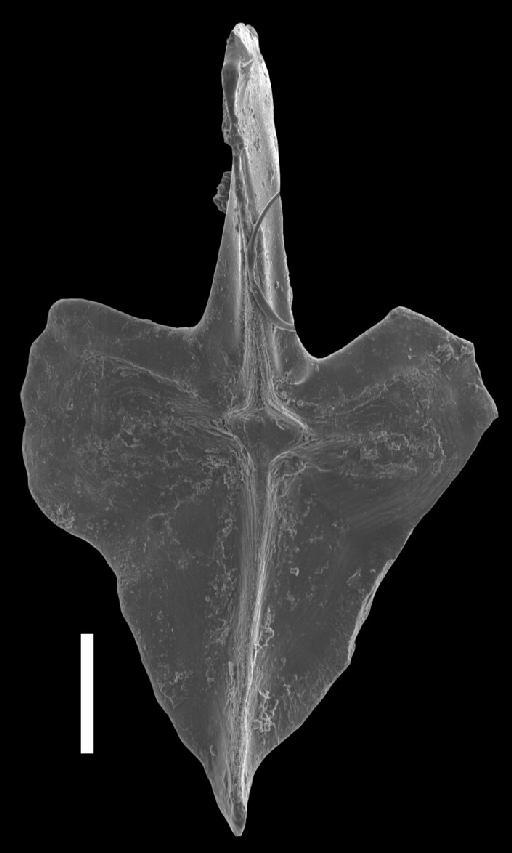 Ancyrodella recta Kralick, 1994 - Ancyrodella_cgmh_0968