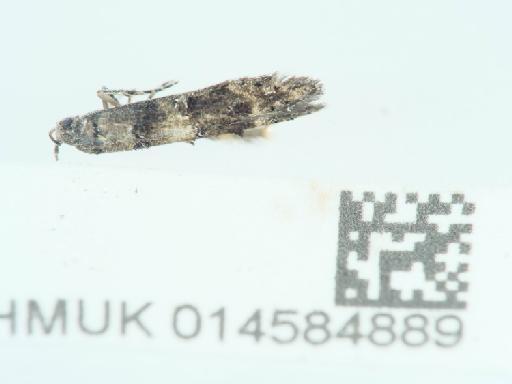 Exoteleia dodecella (Linnaeus, 1758) - 014584889_1