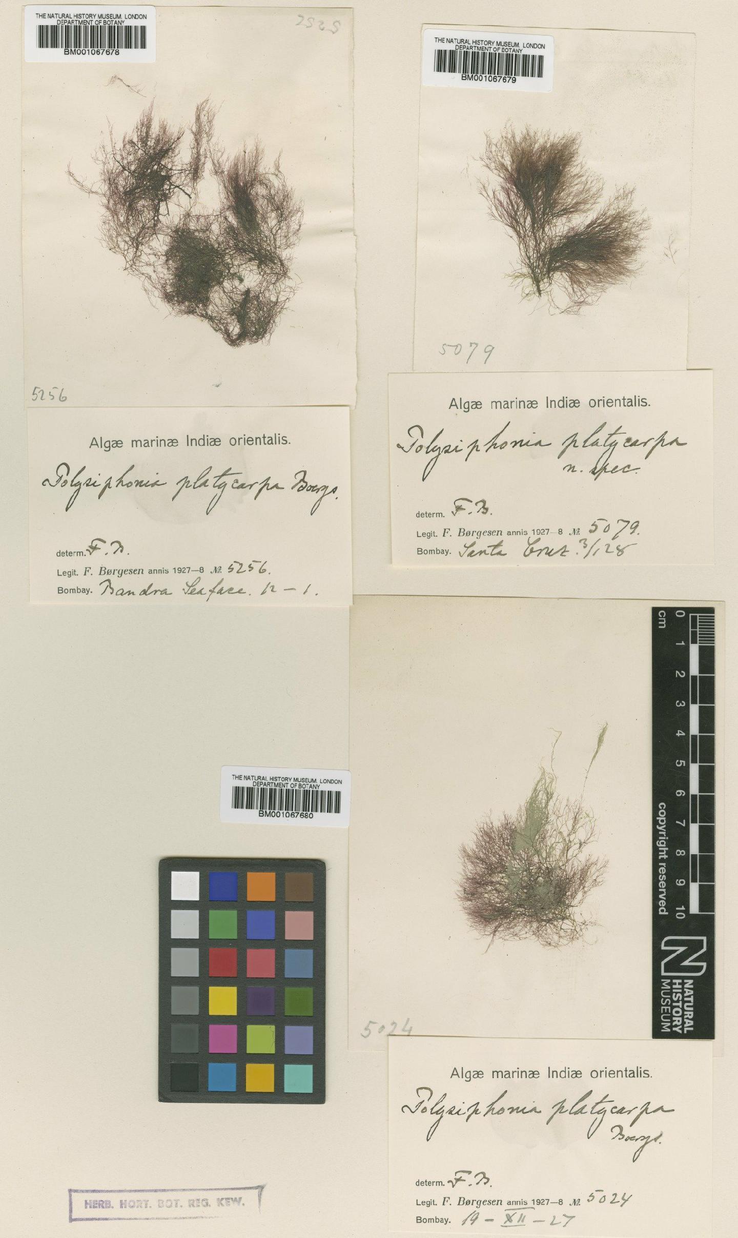 To NHMUK collection (Polysiphonia platycarpa Børgesen; NHMUK:ecatalogue:2311112)