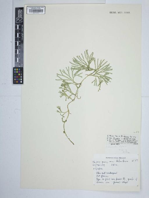 Diphasiastrum alpinum (L.) Holub - BM001184768