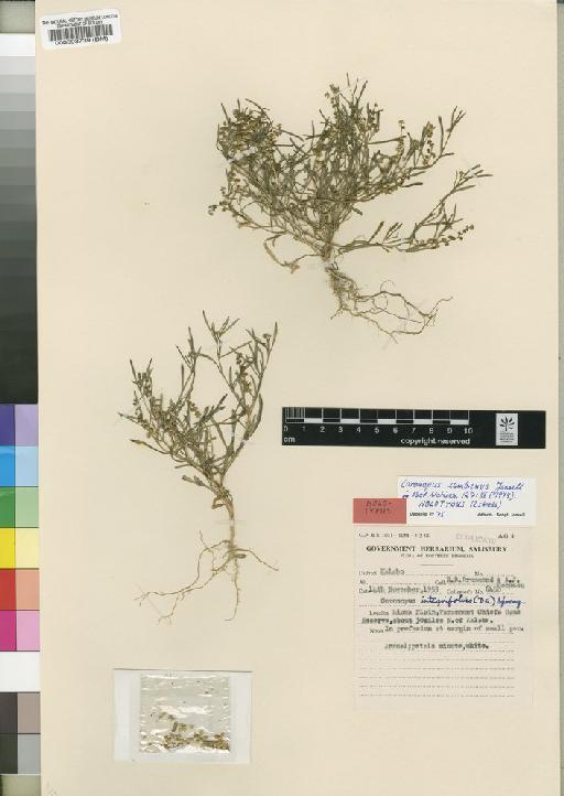 Coronopus zambiensis Jonsell - BM000593739