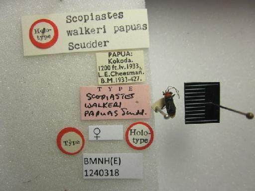 Scopiastes walkeri papuas Scudder, 1963 - Scopiastes walkeri papuas-BMNH(E)1240318-Holotype female dorsal & labels