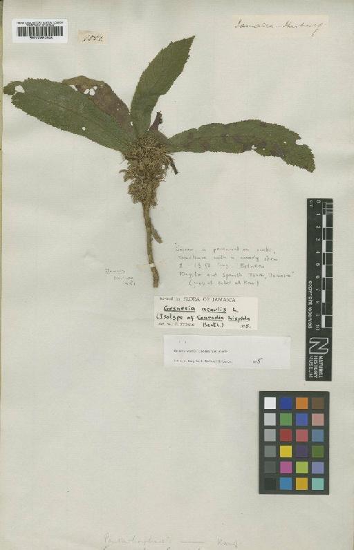 Gesneria acaulis L. - BM000953508