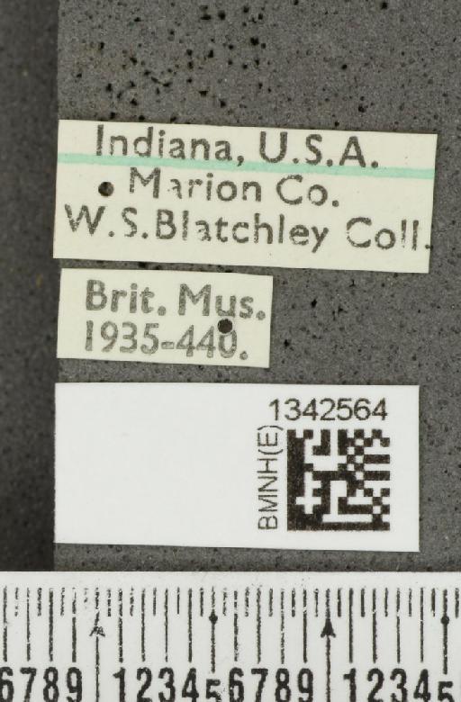 Crioceris (Crioceris) asparagi (Linnaeus, 1758) - BMNHE_1342564_label_12052