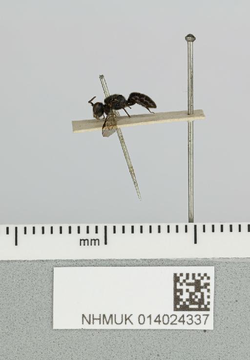 Hylaeus hudsoni Cockerell, 1925 - 014024337__-