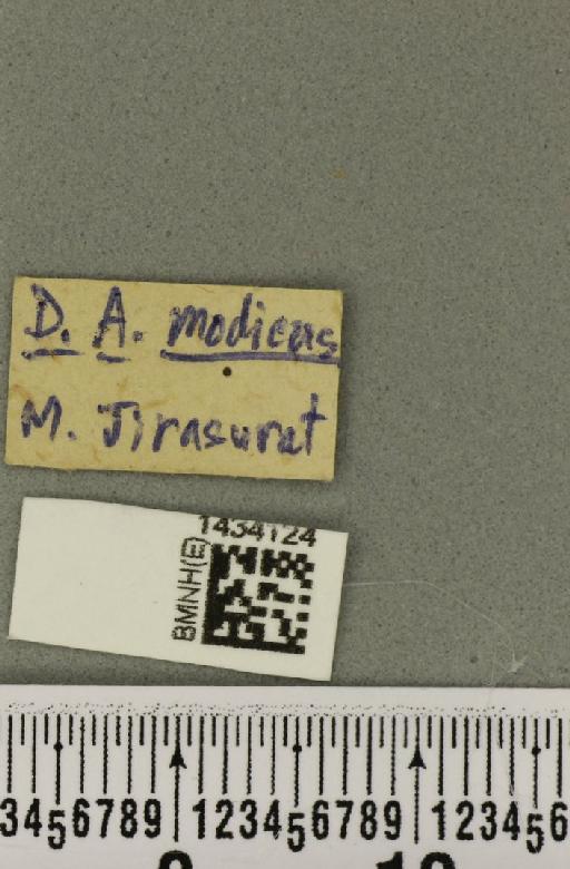 Bactrocera (Asiadacus) apicalis (De Meijere, 1911) - BMNHE_1434124_label_28352