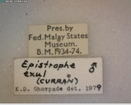 Epistrophe exul (Curran, 1928) - Epistrophe exul ST label2