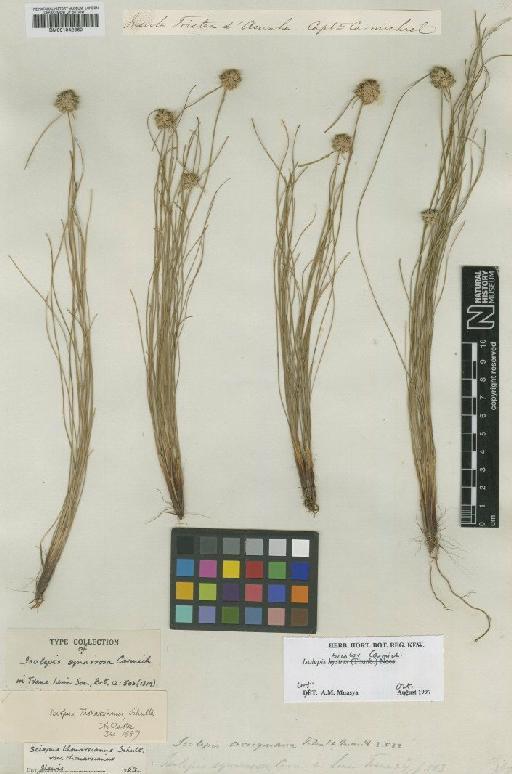 Isolepis bicolor Carmich. - BM001042360