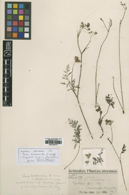 Ligusticum tachiroei (Franch. & Sav.) M.Hiroe & Constance - BM000885476