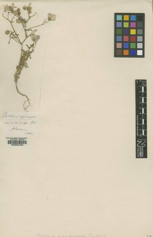 Cristaria argyliifolia Philippi - BM000603901