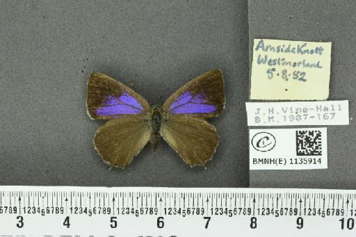 Neozephyrus quercus (Linnaeus, 1758) - BMNHE_1135914_93978