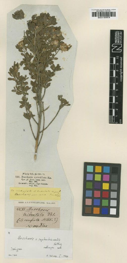 Baccharis × septentrionalis Hellwig - BM001009509