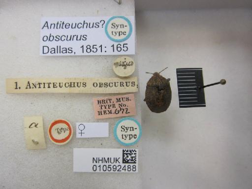 Antiteuchus ? obscurus Dallas, 1851 - 010592488_Antiteuchus obscurus ST F