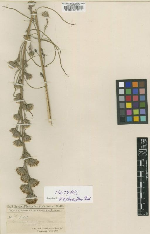 Vernonia cichoriiflora Chodat - BM000092890