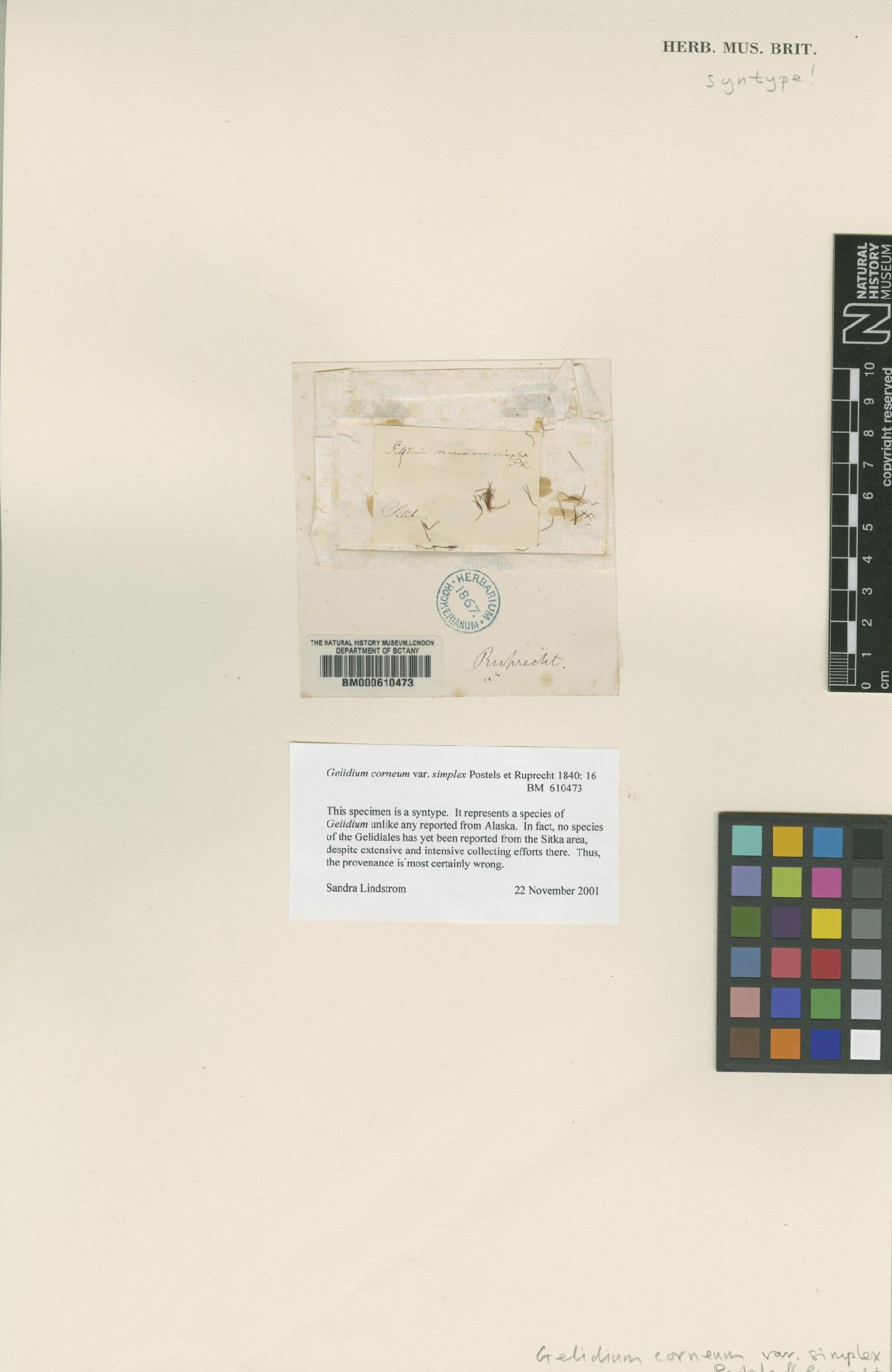To NHMUK collection (Gelidium corneum var. simplex Postels & Ruprecht; Syntype; NHMUK:ecatalogue:4789092)