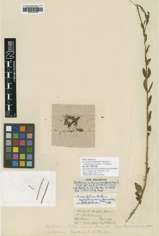 Epilobium brevifolium subsp. trichoneurum (Hausskn) Raven - BM000957935